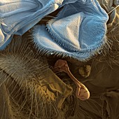 Stable fly wing, SEM