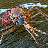 Colour SEM of a malaria mosquito (Anopheles sp.)
