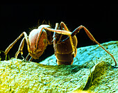 Coloured SEM of a fire ant, Solenopsis sp.