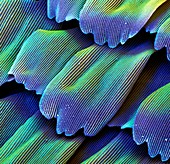 Coloured SEM of scales from the peacock butterfly