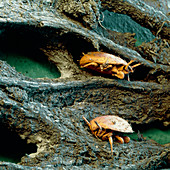 Coloured SEM of turtle mites on a compost heap