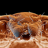 Mouthparts of a tick, SEM