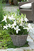 weiße Lilien 'Navona' im Korb