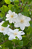 Flowers Of Clematis' Mme. Le Coultre '