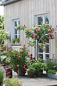 Terrace With Roses And Perennials