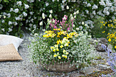 Basket with magic snow, snapdragons, cap cups