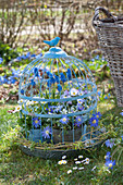 Radiant Anemone, Grape Hyacinths, Horned Violets And Daisies In A Birdcage