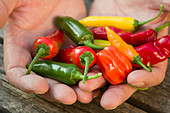 Multicoloured chilli peppers held in cupped hands