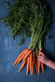 Carrots and a little child hand on a dark blue backdrop