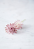 Delicate astrantia flower on marble surface