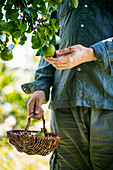 Bauer pflückt Birnen im Obstgarten