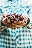 Farmer with Bean harvest in autumn