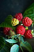Raspberries on a sprig (close-up)