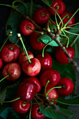 Cherries with leaves and twigs