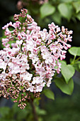 Pink lilac flowers