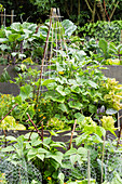 Vegetable Garden With Cucumbers And Beans