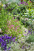 Gartenweg mit Lavendel, Ziersalbei und Marokkanischem Leinkraut (Linaria maroccana) bepflanzt