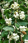 Snowberry (Symphoricarpos rivularis)