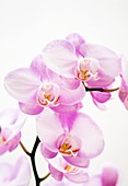 Orchid (Phalaenopsis Wen Ming Rainbow 'Fantastic')