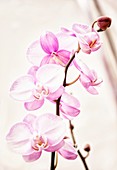 Orchid (Phalaenopsis Wen Ming Rainbow 'Fantastic')