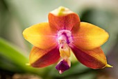 Orchid (Phalaenopsis Zheng Min Lavender)