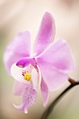 Orchid (Phalaenopsis schilleriana 'Red' x 'Wild Jungle')