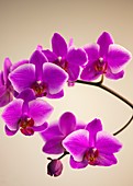 Orchid (Phalaenopsis Hybridizer's Dream Carmela)