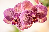 Orchid (Dtps. I-Hsin Spot Leopard 'Coral')