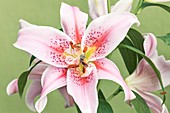 Oriental Lily (Lilium 'Mona Lisa')