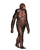 Australopithecine Lucy, illustration