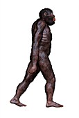 Australopithecus africanus, illustration