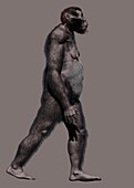 Paranthropus robustus, illustration