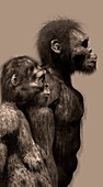 Homo naledi female and male, illustration