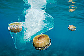 Mediterranean jellyfish and plastic bags