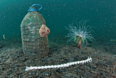 Anemones by plastic bottle on seabed