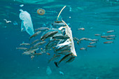 Fish with plastic waste floating in the sea