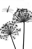 Dragonfly and Allium flowers, X-ray