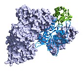 Nuclease lobe of Cas9 CRISPR protein, illustration