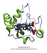 Cytochrome C redox protein molecule