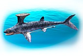 Akmonistion ghost shark, illustration