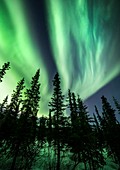 Arctic landscape with trees and Aurora