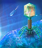 Bacteriophage on bacterium, illustration