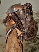 Coconut crab, Indonesia