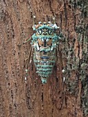 Cicada infected with fungus