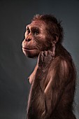 Australopithecus sediba female model