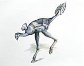Caudipteryx dinosaur, illustration