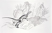Lagosuchus dinosaur, illustration