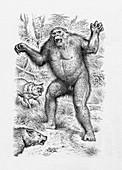 Bigfoot fighting wolves, illustration
