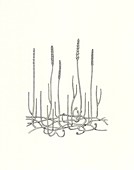 Zosterophyllum myretonianum prehistoric plant, illustration