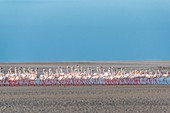 Greater flamingo flock